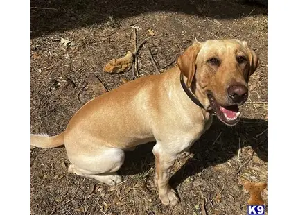 Labrador Retriever